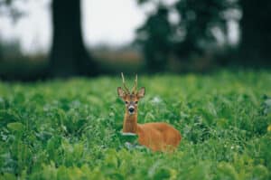 Rehwild Bock