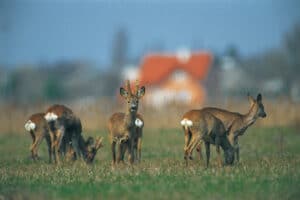 Feldrehe zu Frühjahrsbeginn: Ganz links weibliches Stück mit Schürze, rechts Bock im Bast 