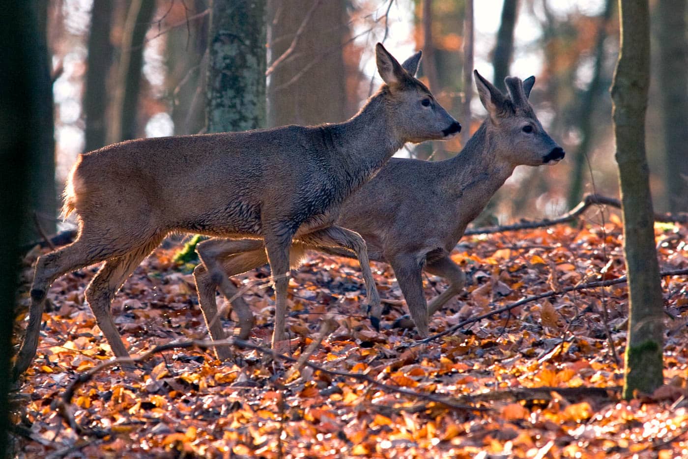 Steckbrief Rehwild