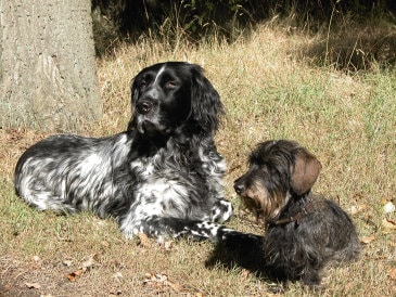 Jagdhunde und ihre Ahnentafeln