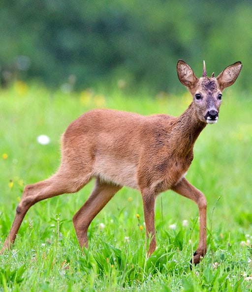 Rehwild ansprechen