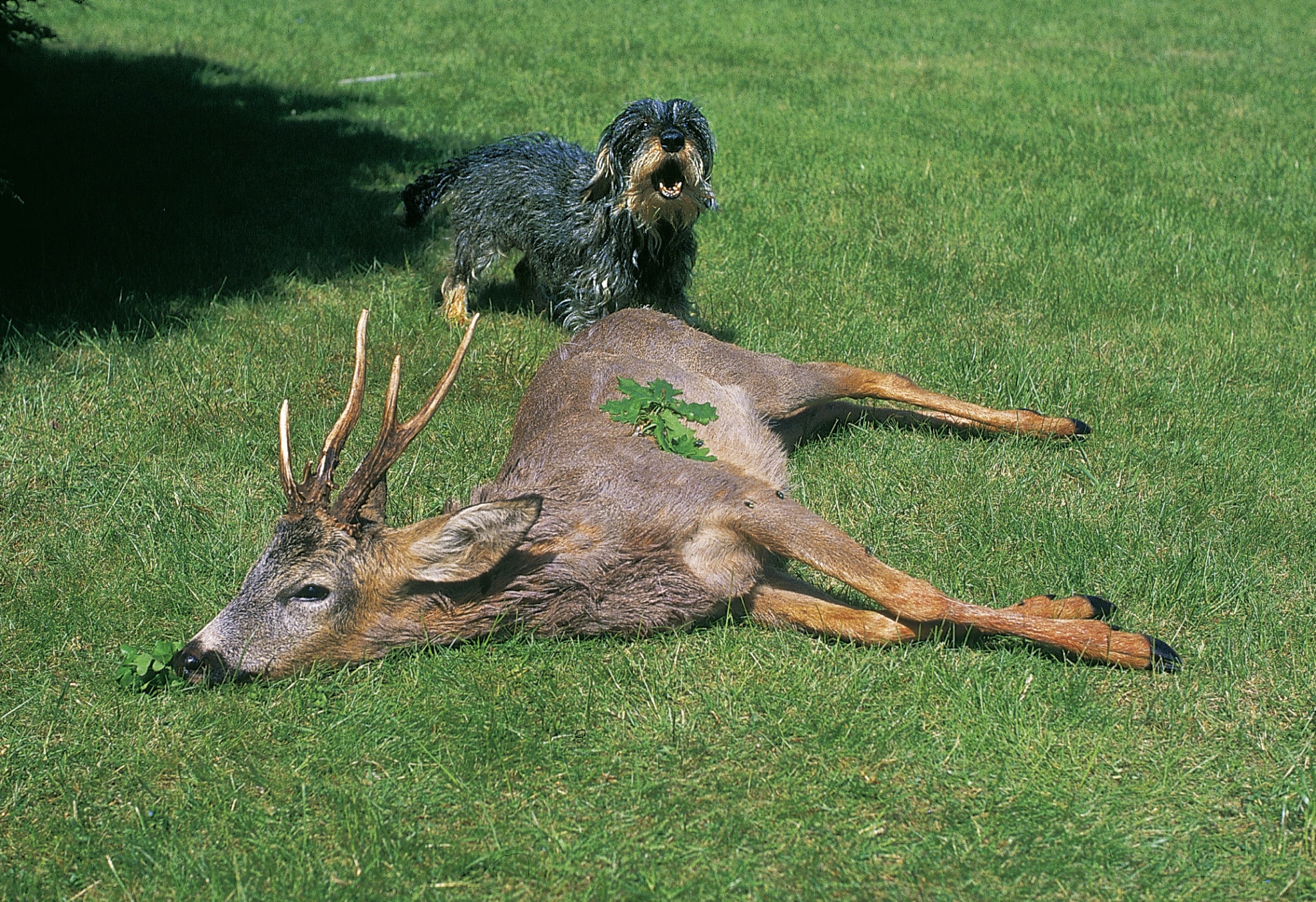 verbrochener Bock mit Dackel