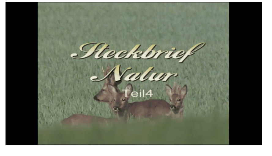 Steckbrief Rehwild