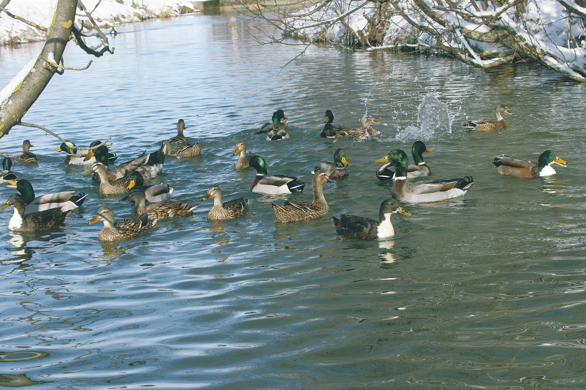 Wildenten und Wildentenkreuzungen im Wintergewässer
