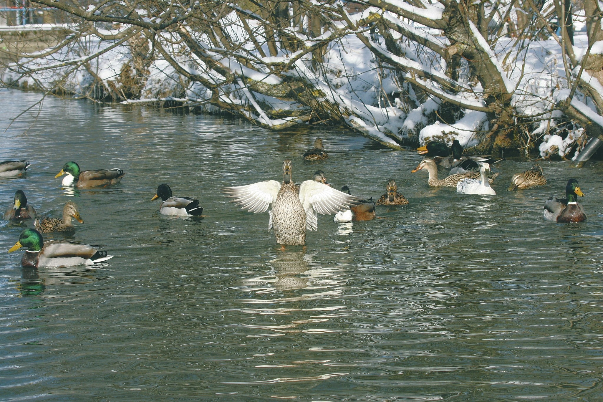 Entenjagd-Wirrwarr: Stockenten auf dem Wasser im Winter
