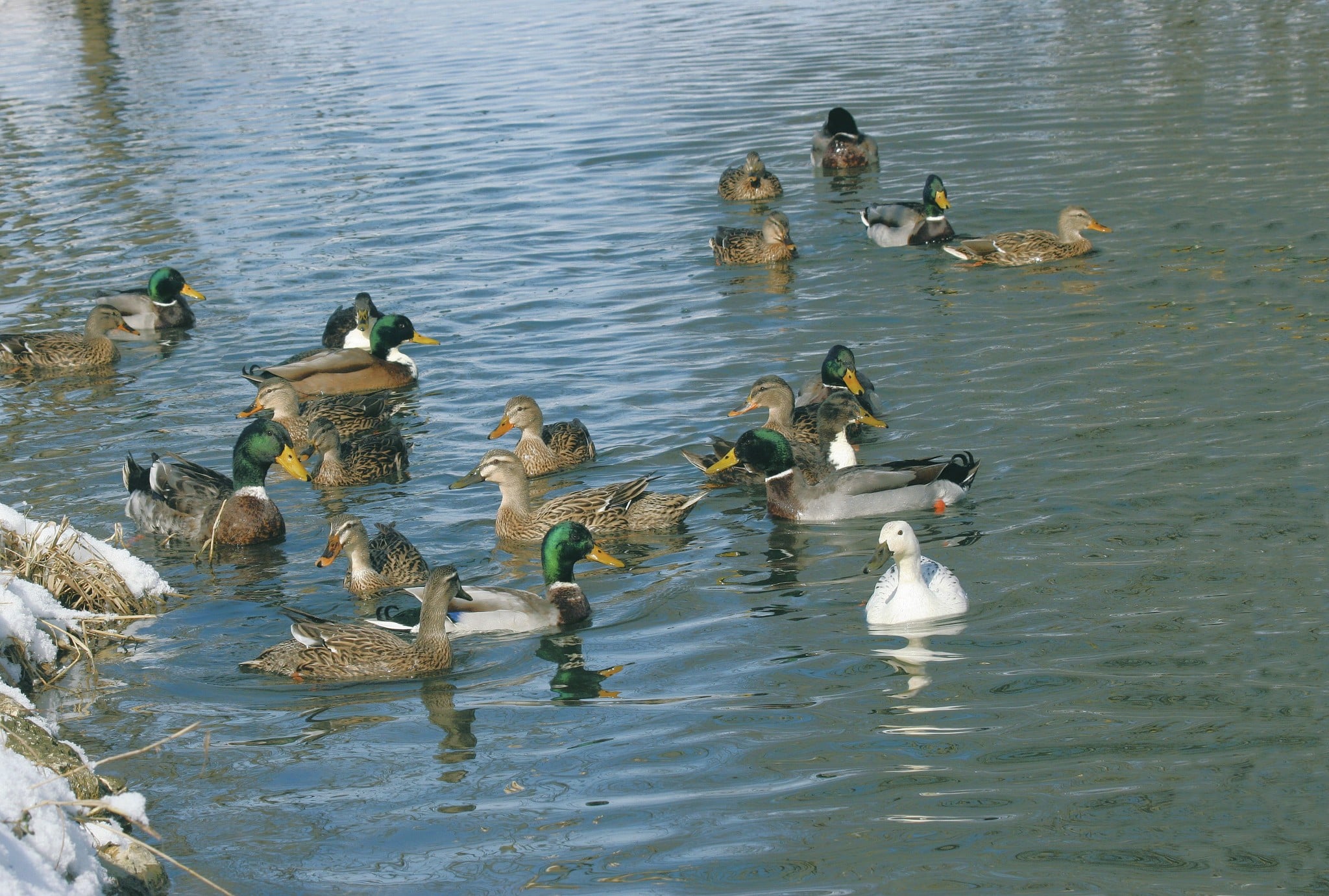 Enten