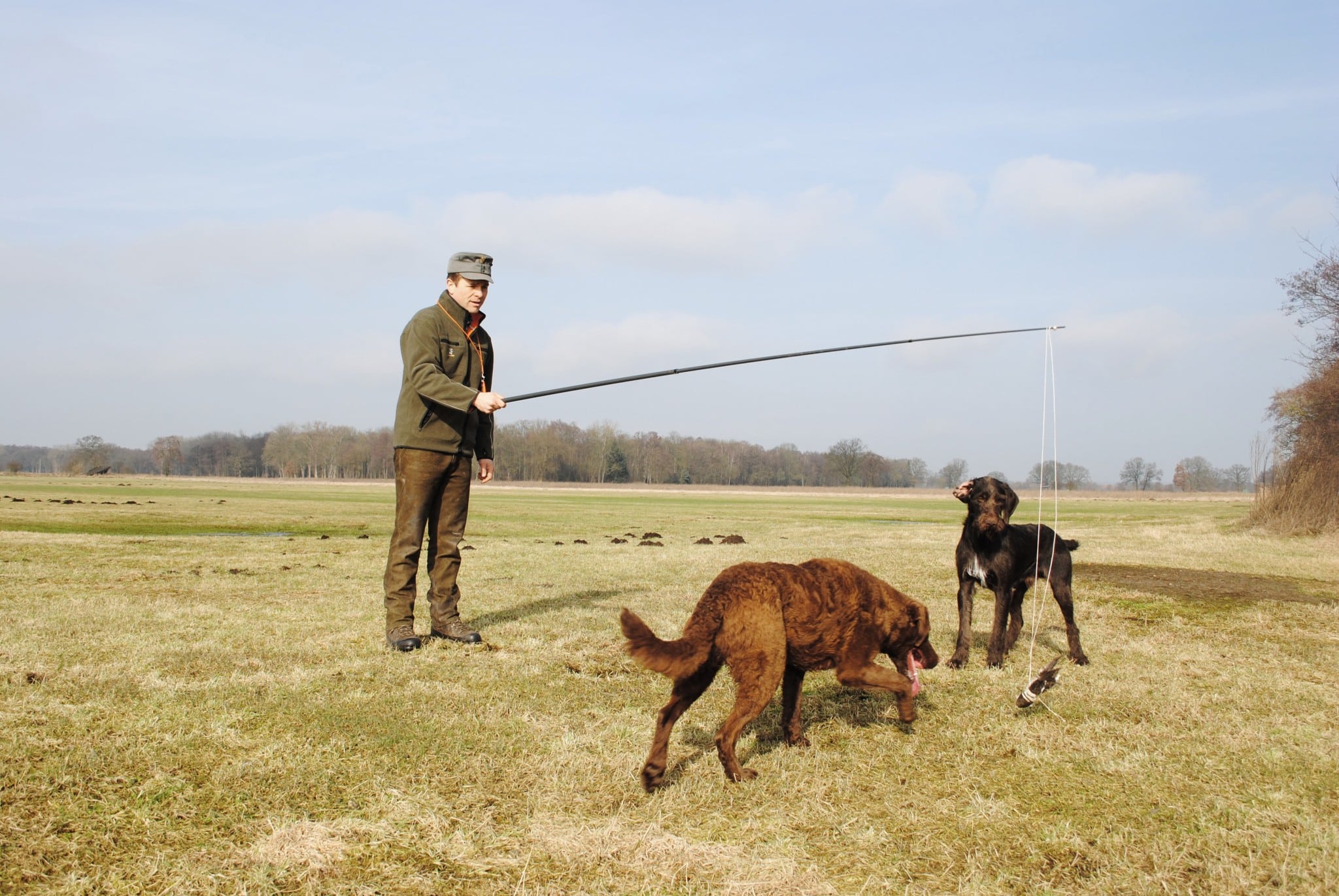 Vorstehen üben mit der Reizangel. Einarbeiten von Jagdhunden