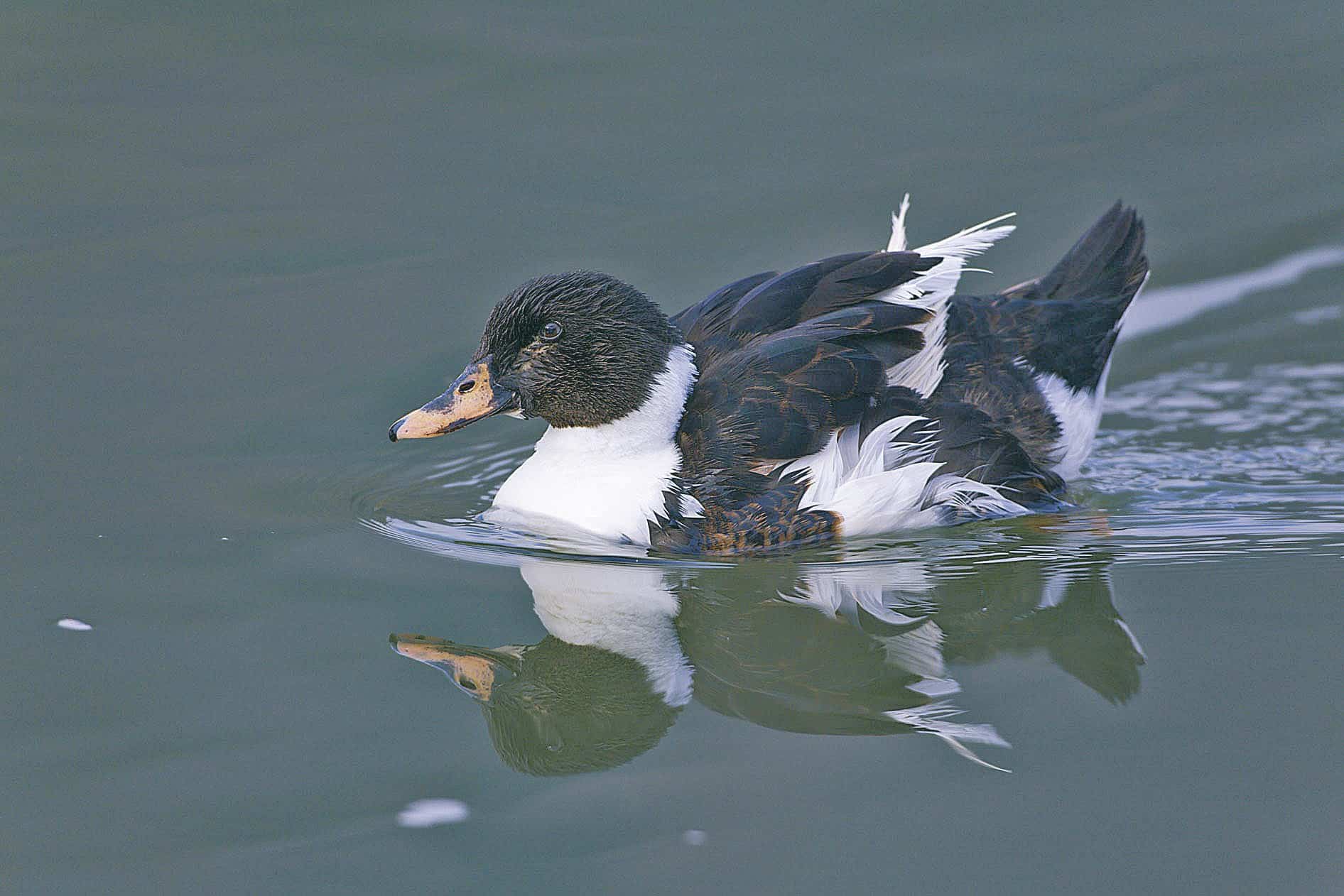 Wildente gekreuzt mit Hausen´te
