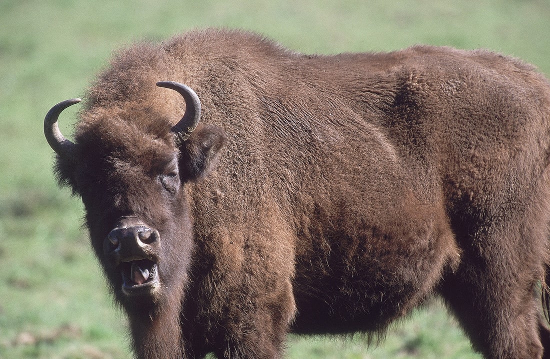 Steckbrief Elch, Rentier und Wisent