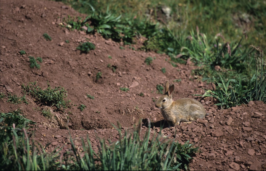 Steckbrief Hase, Kaninchen