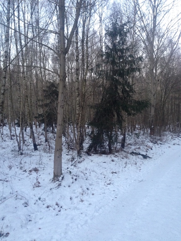 Sauen haben im Winterwald gebrochen