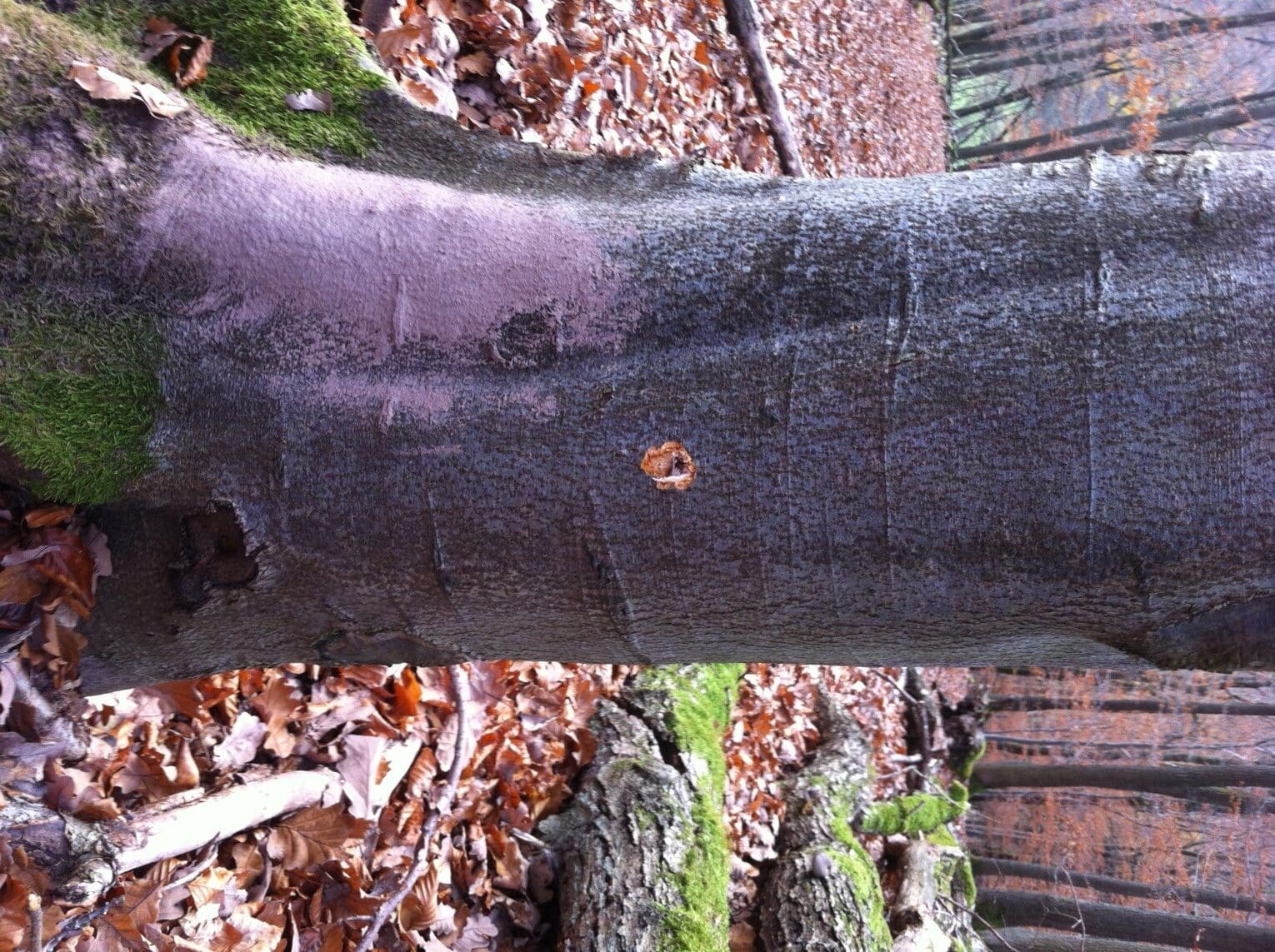 Einschuss_Baum Kugelfang