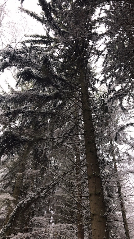 Winterwald