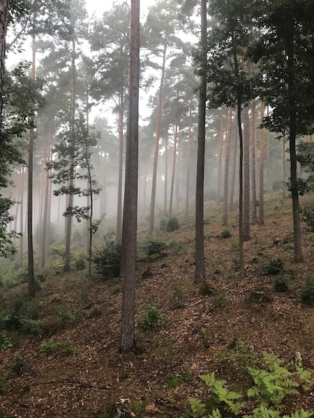 Frühansitz im Odenwald. Blick von der Ansiteinrichtung.