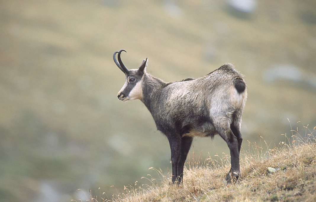 Steckbrief Gams, Stein- und Muffelwild