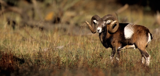 Lebensraum: Gamswild kommt in europäischen alpinen Hochlagen vor, sein Hauptverbreitungsgebiet ist der Alpenraum. In Deutschland ist Gamswild in den bayrischen Alpen und im Hochschwarzwald beheimatet. Lebensweise: Gamswild ist tagaktiv und gesellig, Geisen und Jungwild bilden kleine Rudel. Junge Böcke bilden kleine Trupps. Ältere Böcke sind meist Einzelgänger. Ernährung: Gamswild ist ein Mischäser, im Sommer werden Gräser und Kräuter bevorzugt –Konzentratselektierer. Im Winter besteht die Nahrung aus Knospen und Trieben der Waldbäume – Rauhfutterfresser. Brunft: Die Brunft findet zwischen November und Dezember statt und ist sehr lebhaft. Die Böcke liefern sich lange kraftzehrende Kämpfe, die hohe Gewichtsverluste mit sich bringen. Tragzeit: Die Tragzeit beträgt 25-16 Wochen. Nachwuchs: Die Setzzeit ist zwischen Mai und Juni, 1 selten 2 Kitze. Gewicht: 20-30 Kg Decke: Im Winter hat Gamswild eine dunkel braun bis schwarze Decke mit weißem Bauchstreifen. Das Gesicht ist nahezu weiß mit 2 schwarzen Streifen, die über den Äser zu den Krucken laufen. Im Sommer ist die Decke gelblich braun mit einem dunklen Aalstrich.