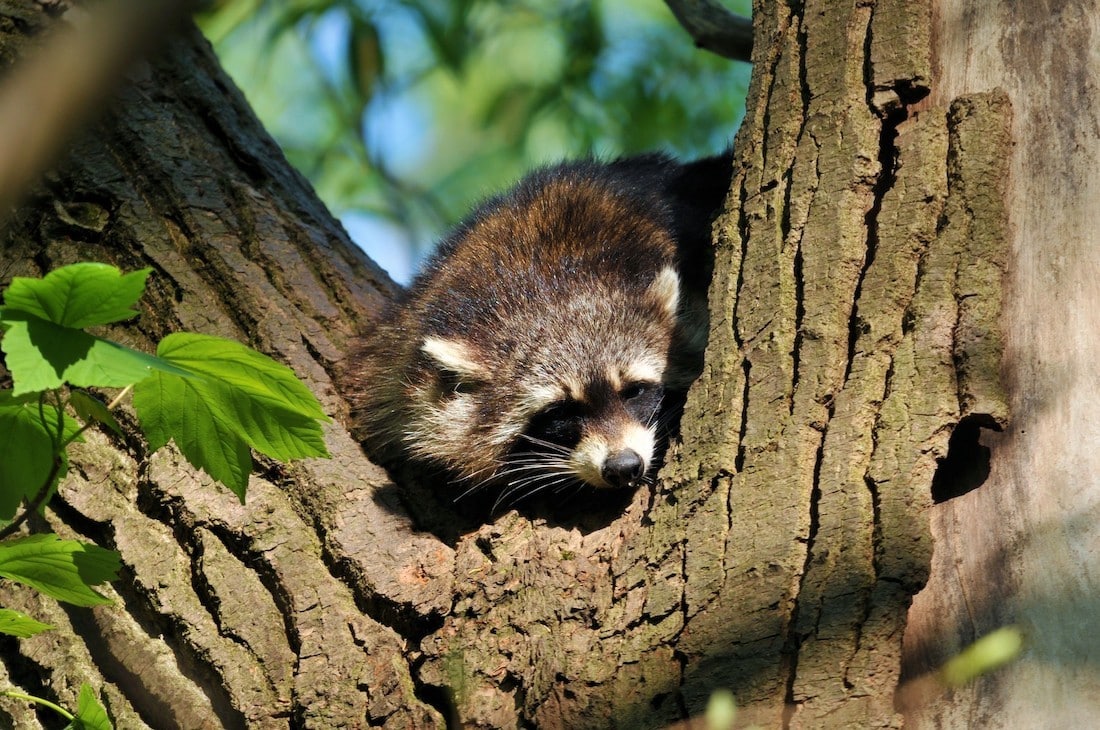 Steckbrief Waschbär
