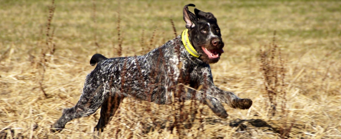 schulhund ausbilden