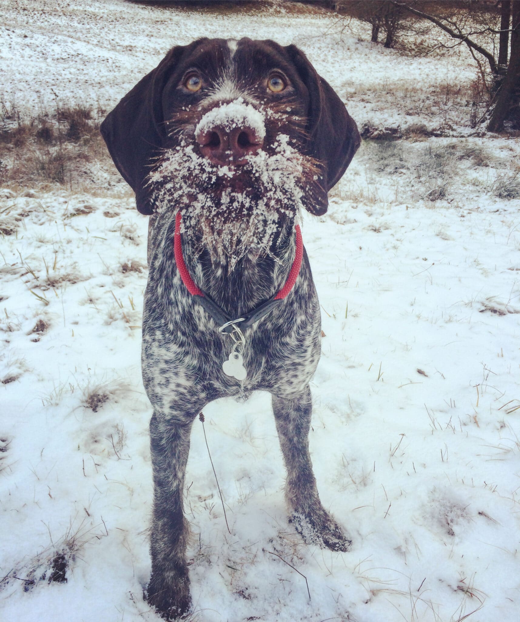 Deutsch Drahthaar wird auch zum Schulhund ausgebildet