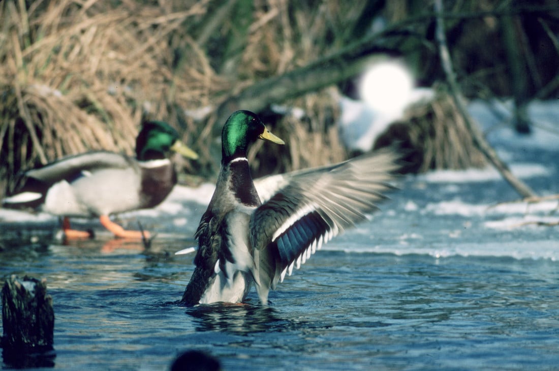 Wildenten