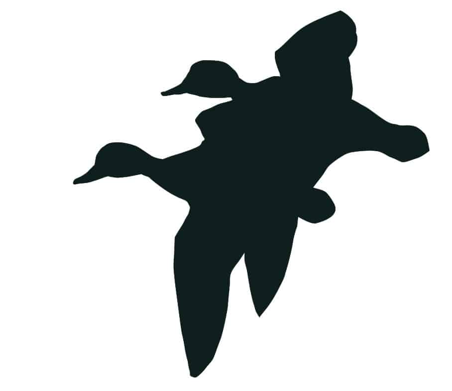 Flugsilhouette eines Reiherentenpaares