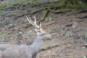 Steckbrief Dam-und Sikawild