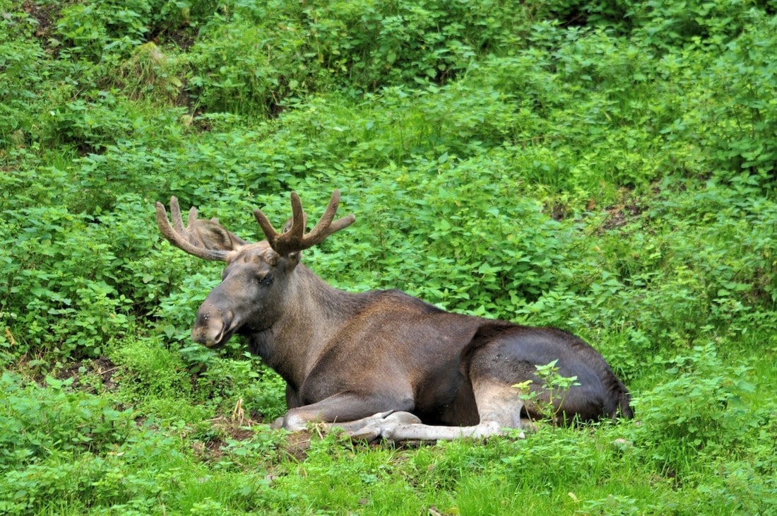 Steckbrief Elch, Rentier und Wisent