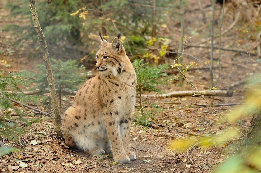 Steckbrief Luchs
