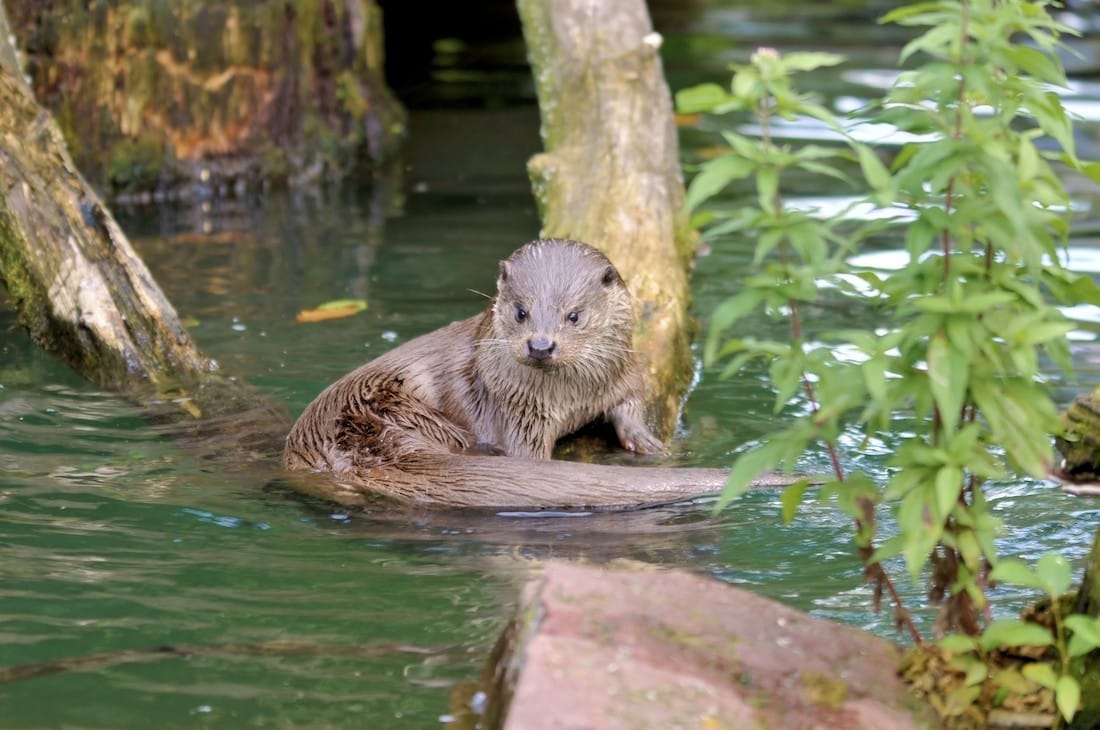 Steckbrief Baummarder