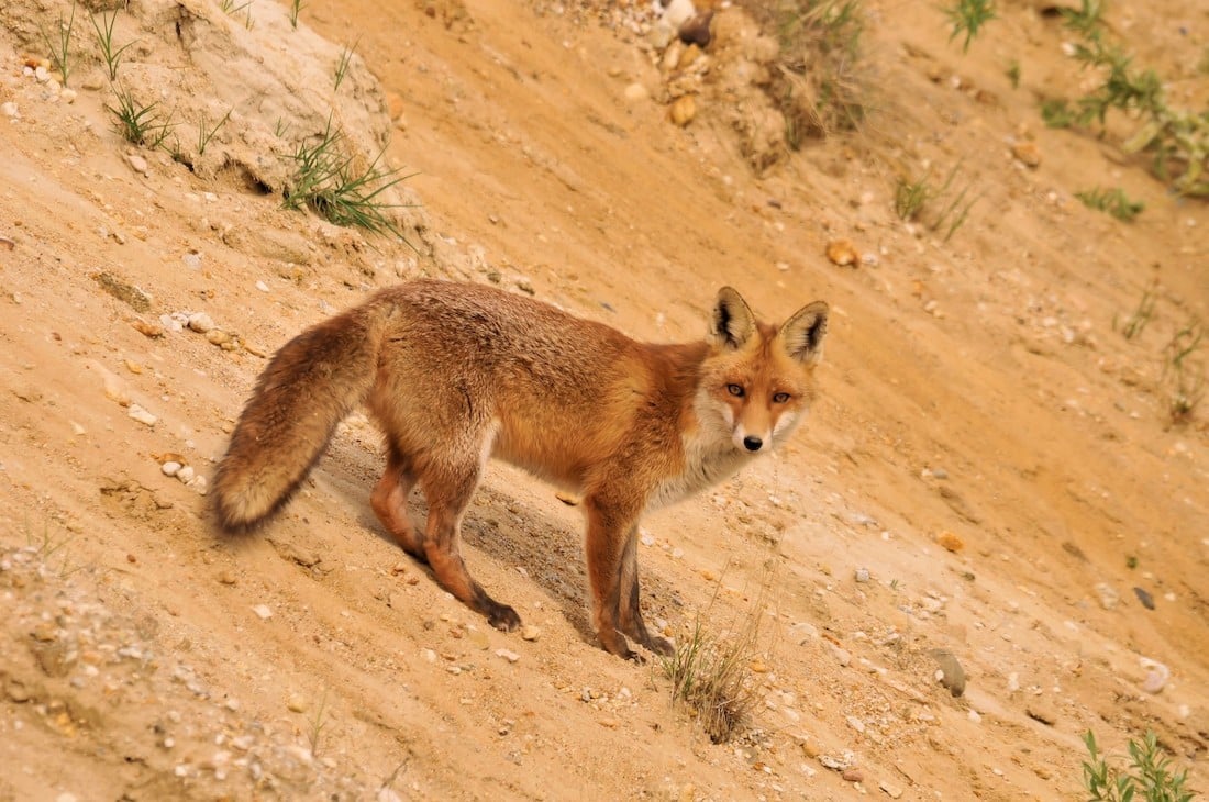 Steckbrief Fuchs