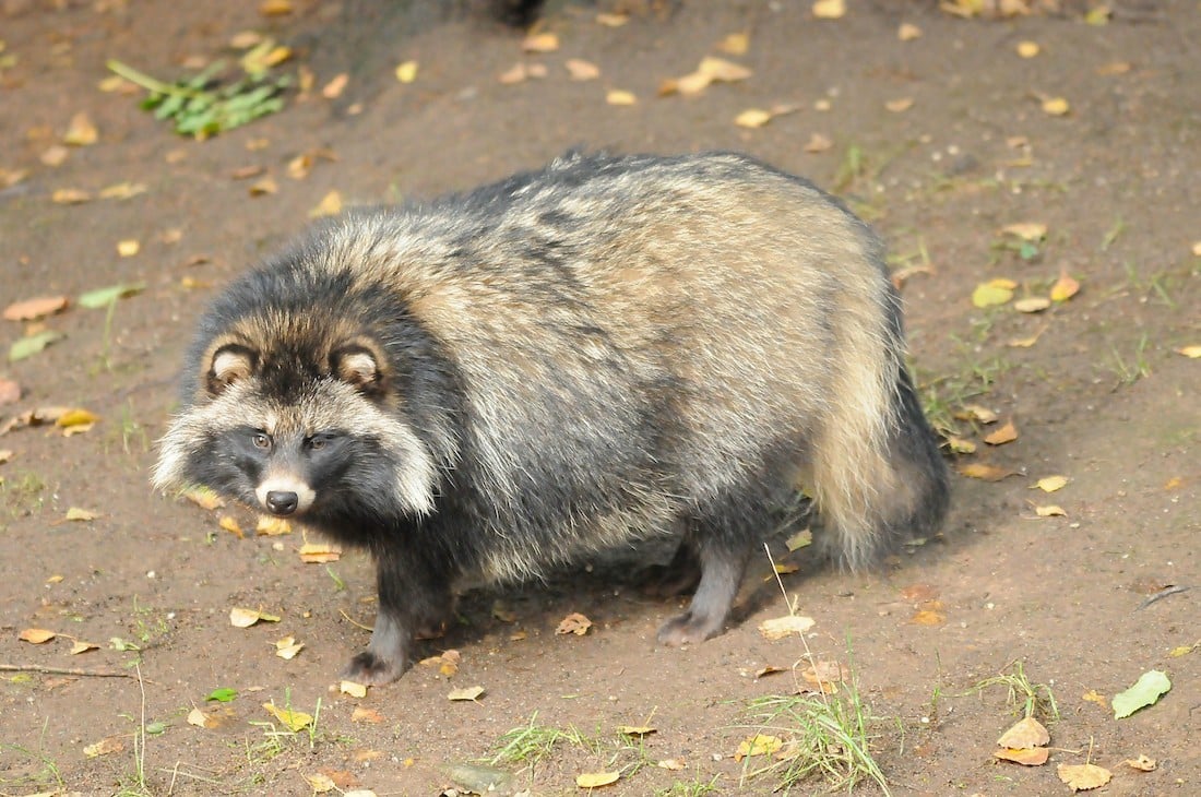 Steckbrief Waschbär und Mardehund