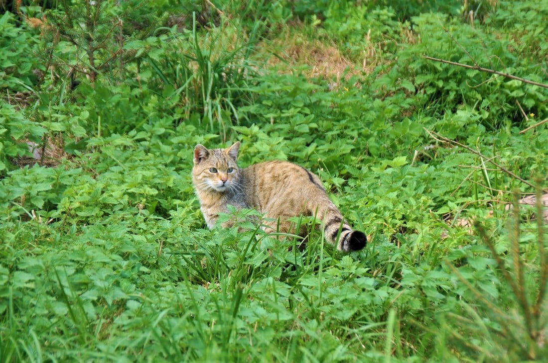 Steckbrief Wildkatze