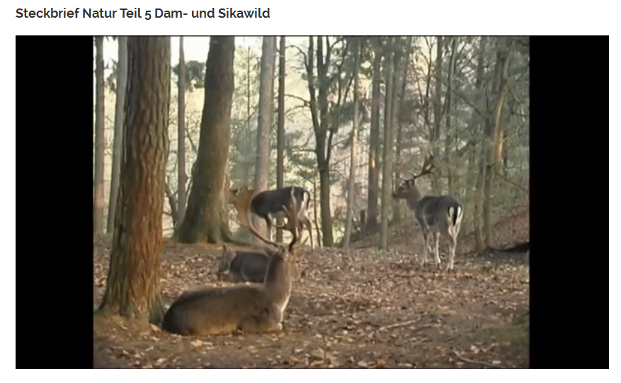 Steckbrief Dam- und Sikawild