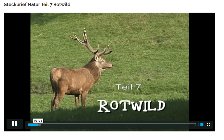 Steckbrief Rotwild