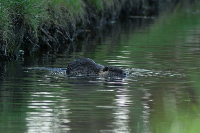 Steckbrief Natur Nutria