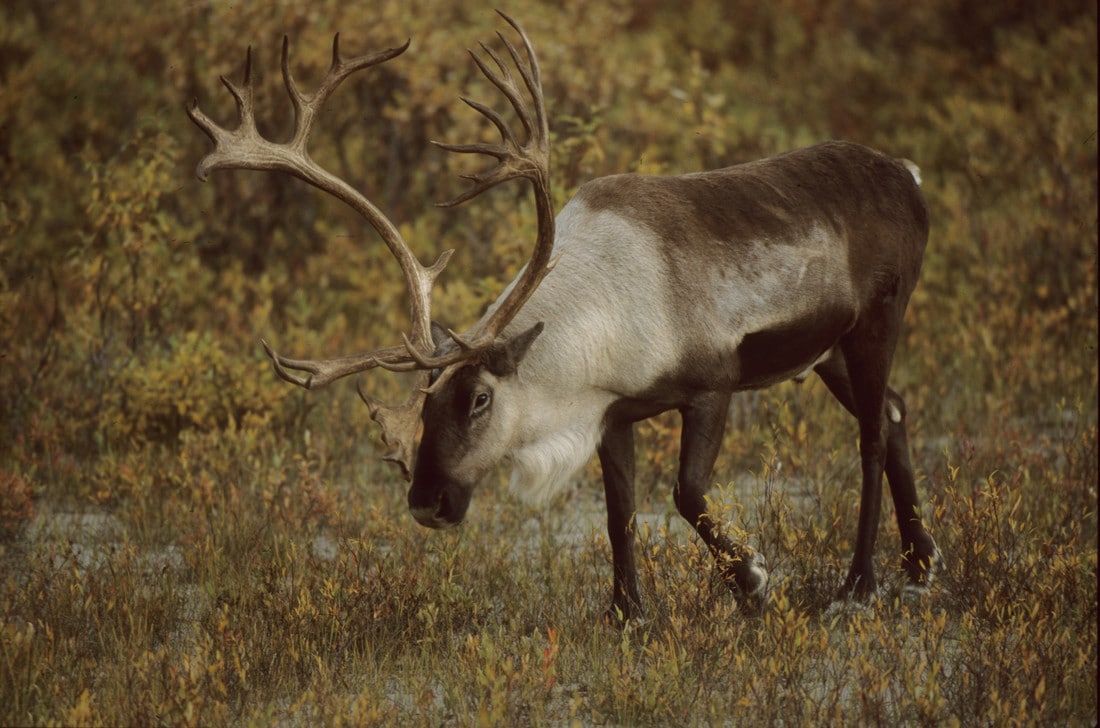 Steckbrief Elch, Rentier und Wisent