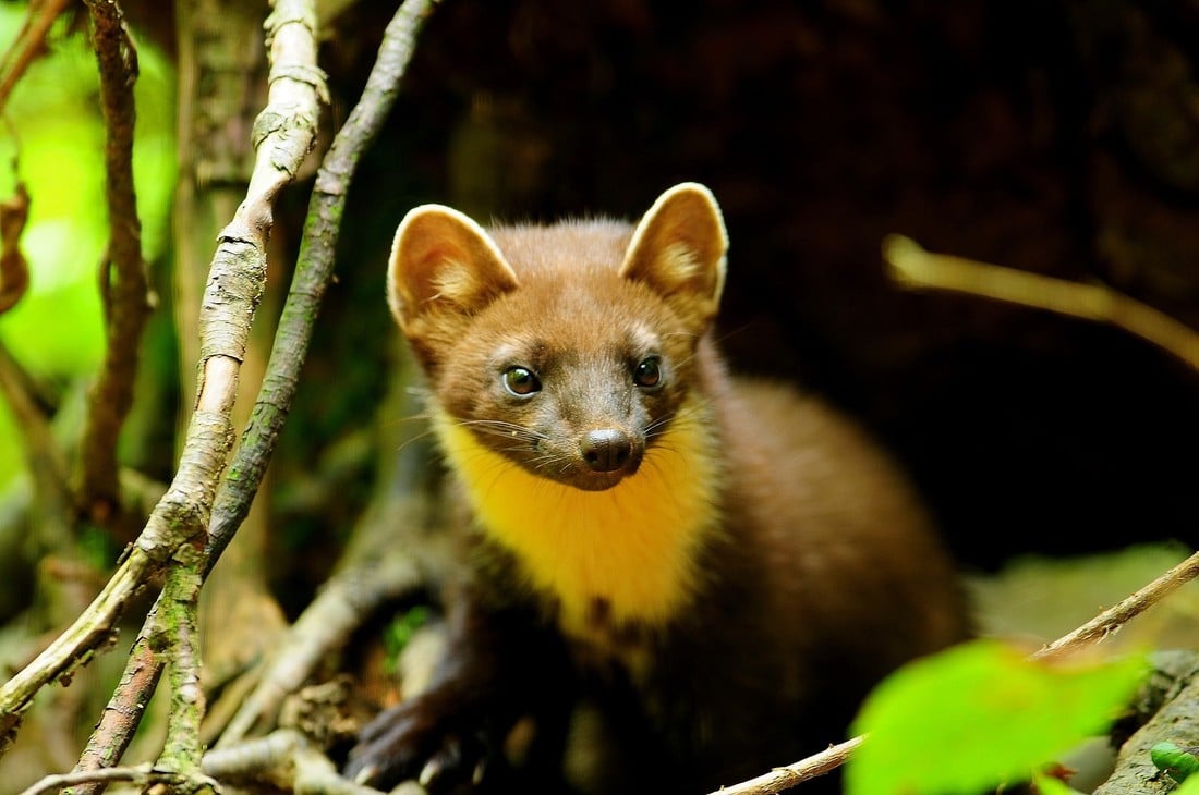 Baummarder